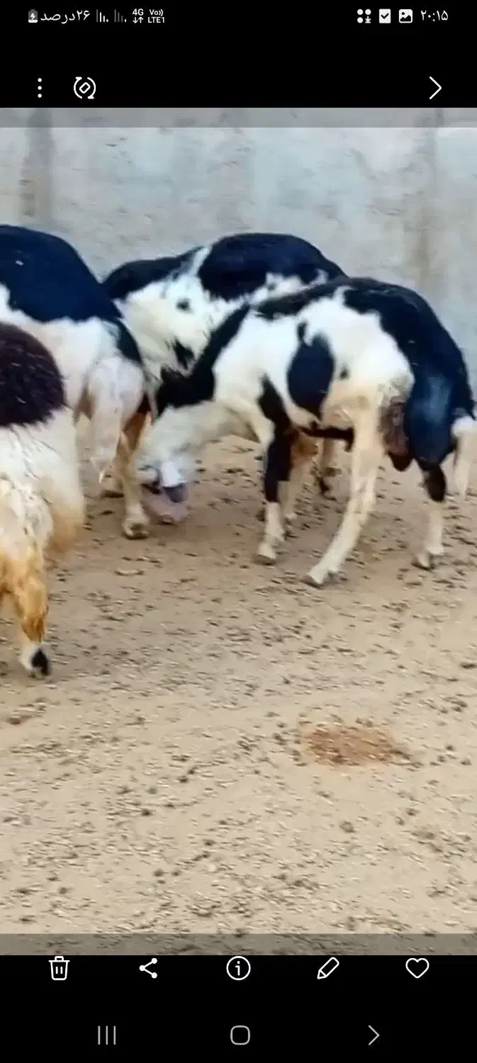 بره قوچ پلنگی خال سیاه و پوست گاوی|حیوانات مزرعه|بروجرد, |دیوار