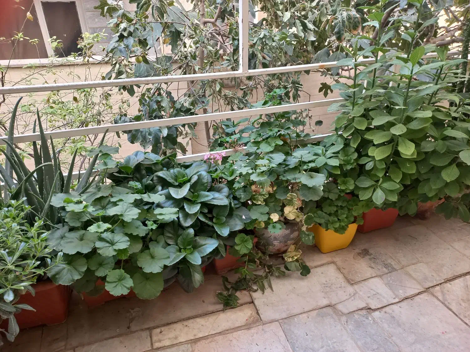 گل و گلدان قیمت پایین|گل و گیاه طبیعی|کرج, حسن آباد|دیوار