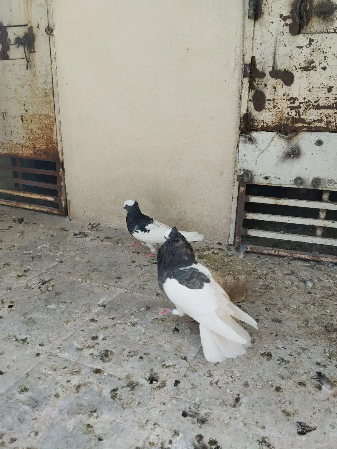 نر و ماده طوقی|پرنده|شیراز, شهرک صنعتی شیراز|دیوار