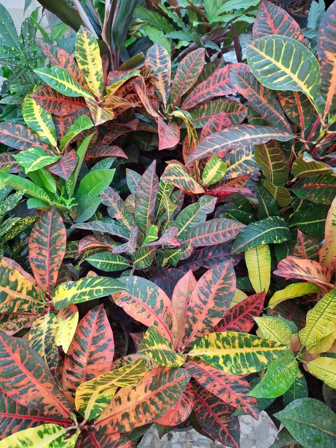 گلفروشی مهرسانا|گل و گیاه طبیعی|آبپخش, |دیوار