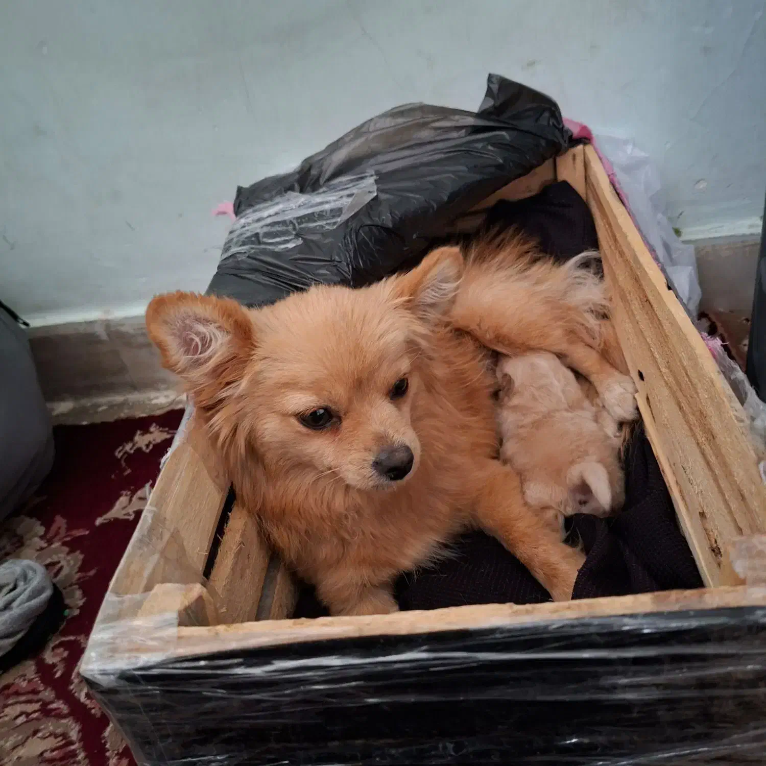 سگ پامراین ماده همراه توله|سگ|شهر بابک, |دیوار