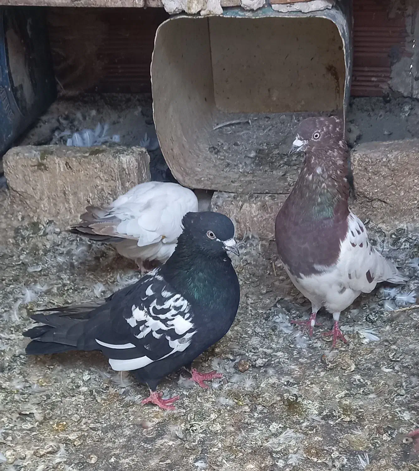 تعدادی،کبوتر گرفته شده|پرنده|مرند, |دیوار