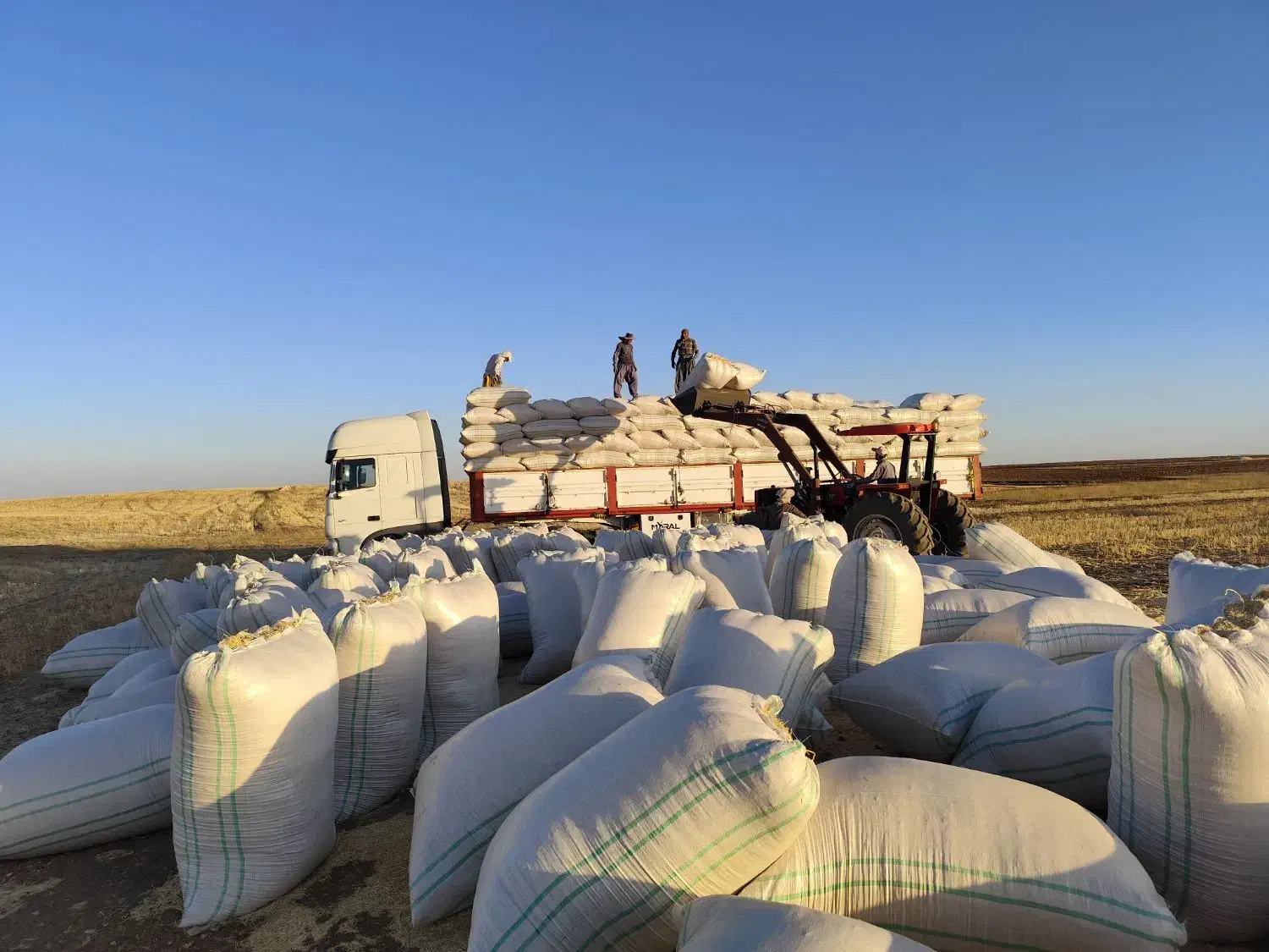 کاه|لوازم جانبی حیوانات|دیواندره, |دیوار