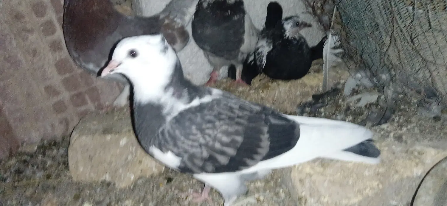 کبوتر|پرنده|اردکان, |دیوار
