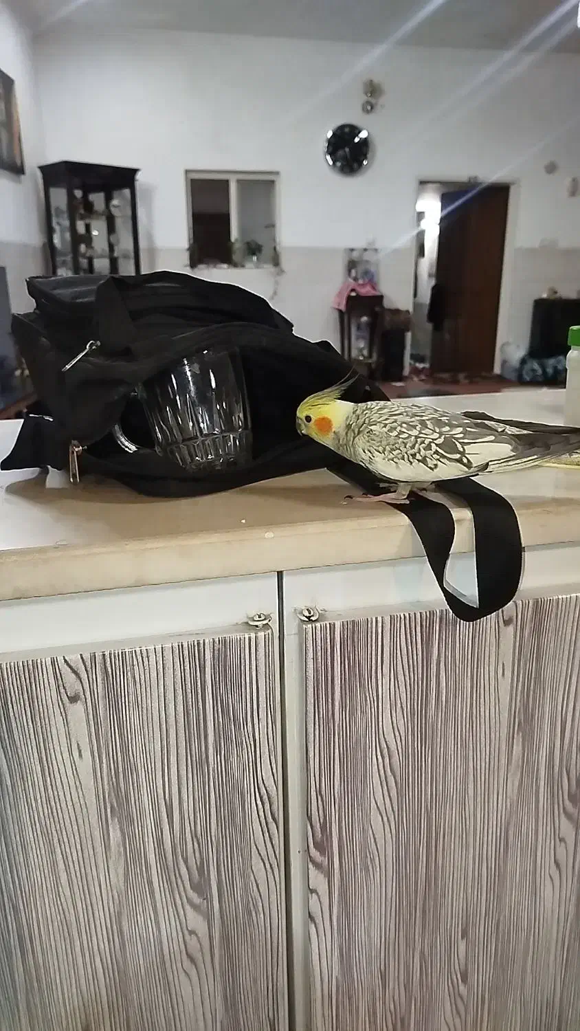 عروس هلندی|حیوانات|یزد, |دیوار