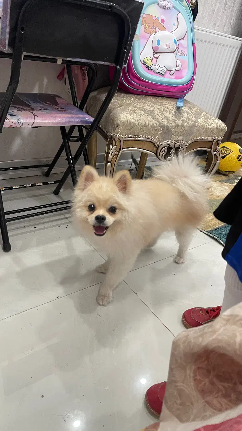 سگ پامر سفید شیری|سگ|اصفهان, خانه اصفهان|دیوار