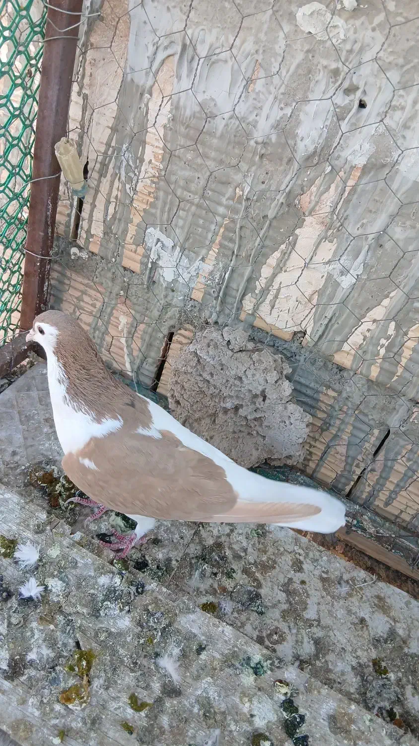 تخم کبوتر|پرنده|سبزوار, قصبه شرقی|دیوار