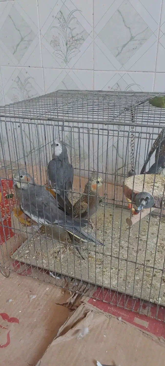 جفت عروس هلندی مولد با جوجه و گل باقالی ماده تک|پرنده|شیراز, کاراندیش|دیوار