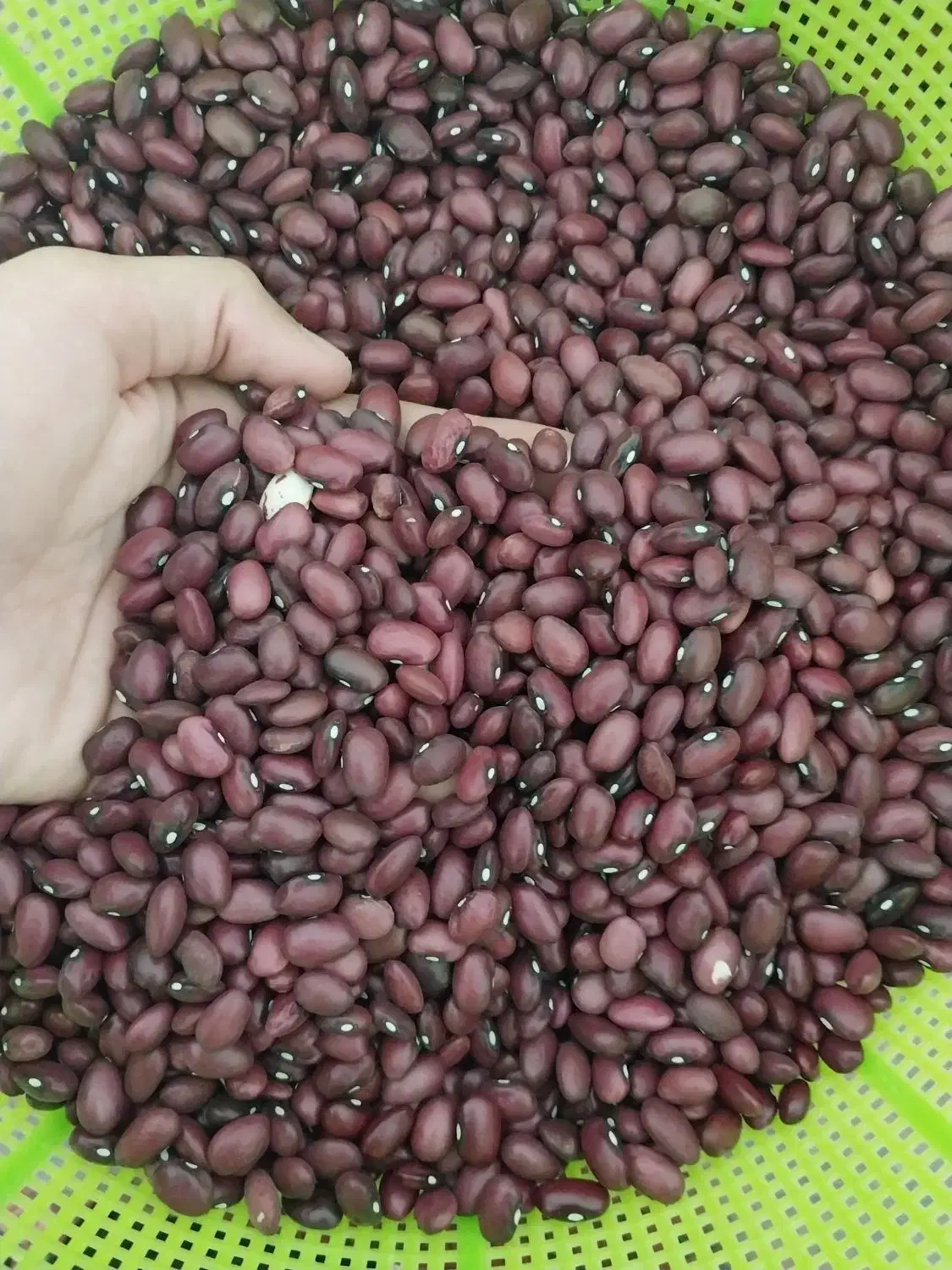 لوبیا قرمز|خوردنی و آشامیدنی|سرپل ذهاب, |دیوار