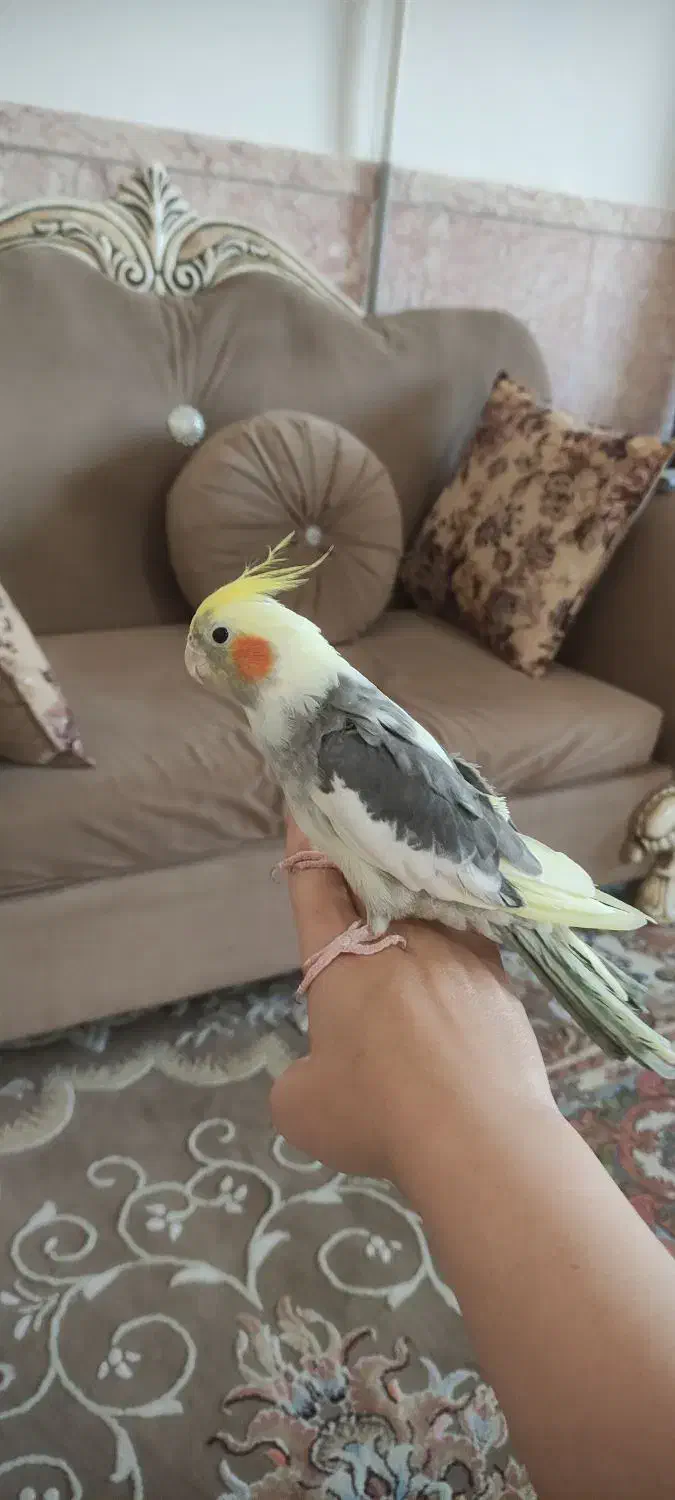 عروس هلندی نر|پرنده|مشهد, جاهد شهر|دیوار