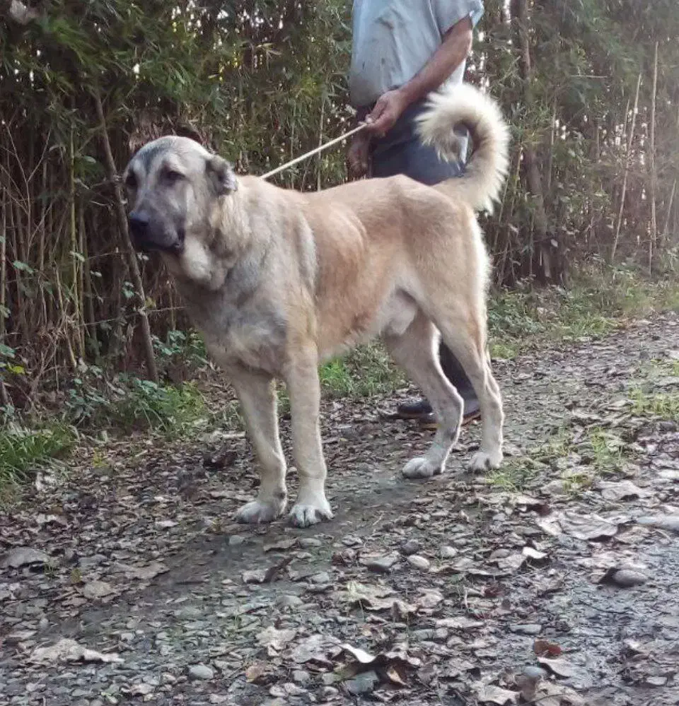 سگ. خراسانی سرابی پژدر الابای|سگ|لاهیجان, بازکیاگوراب|دیوار