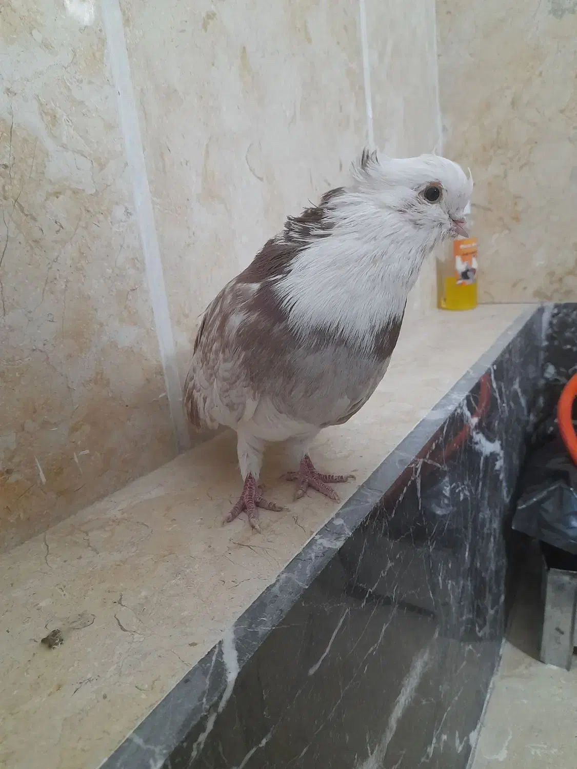 کبوتر شازده نوک قنار|پرنده|تهران, طیب|دیوار