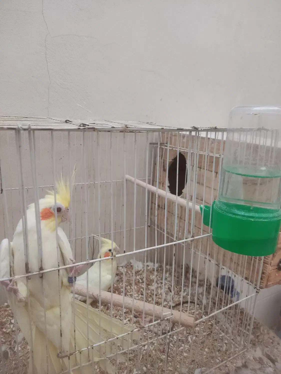 عروس هلندی|پرنده|لار, |دیوار