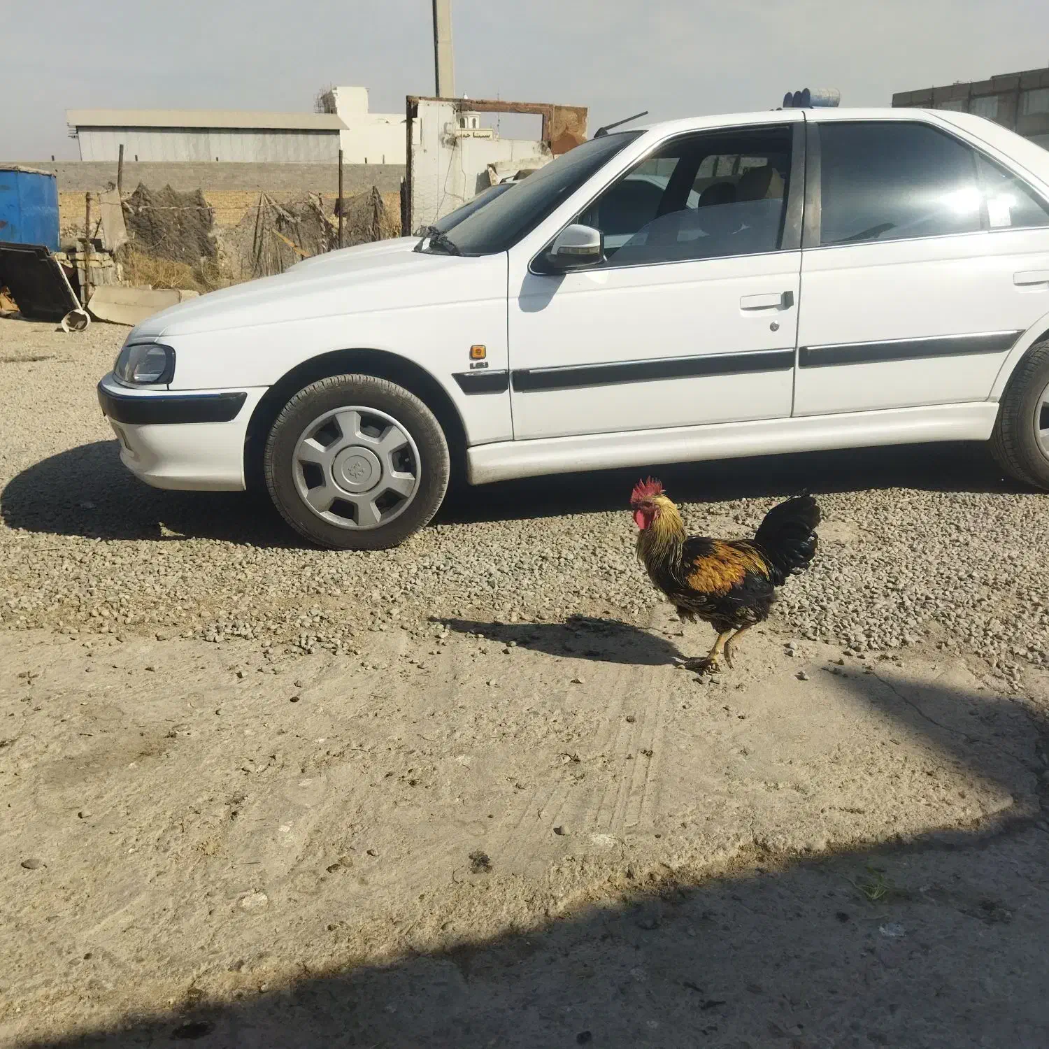 خروس محلی و گلین|حیوانات مزرعه|رباط‌کریم, رباط‌کریم|دیوار