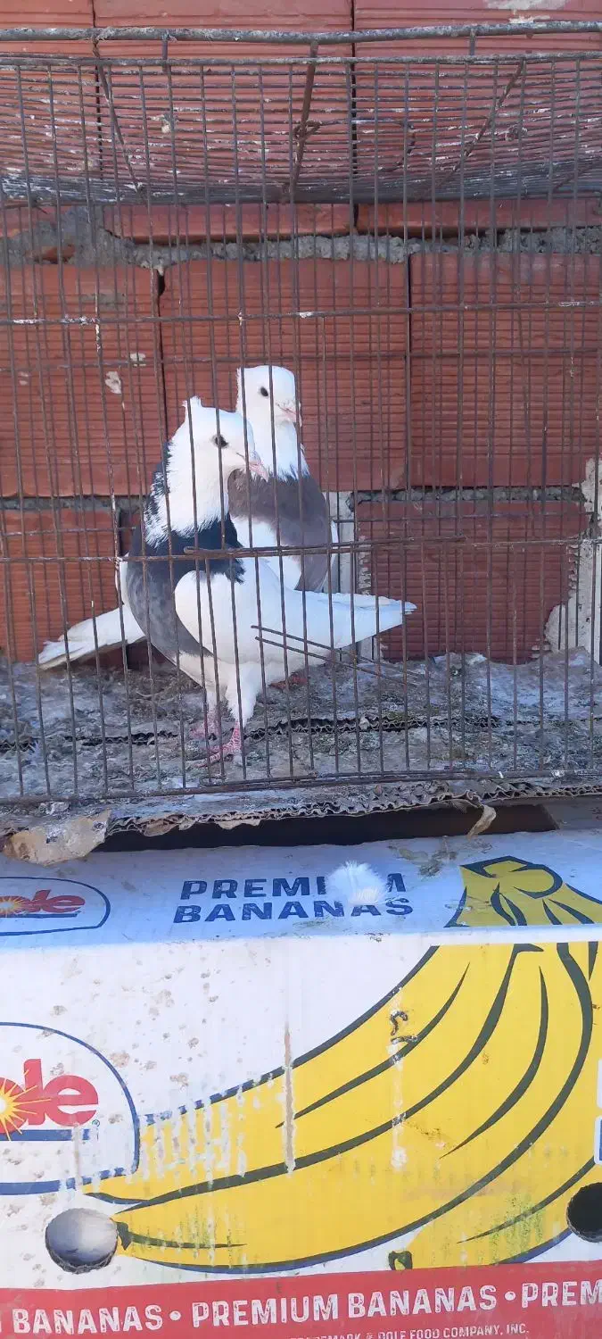 کلفه|پرنده|اردبیل, |دیوار