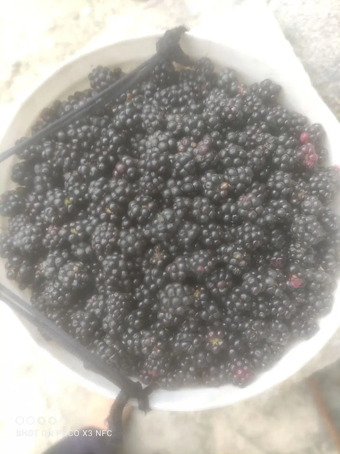 تمشک برای امروز|خوردنی و آشامیدنی|کردکوی, |دیوار