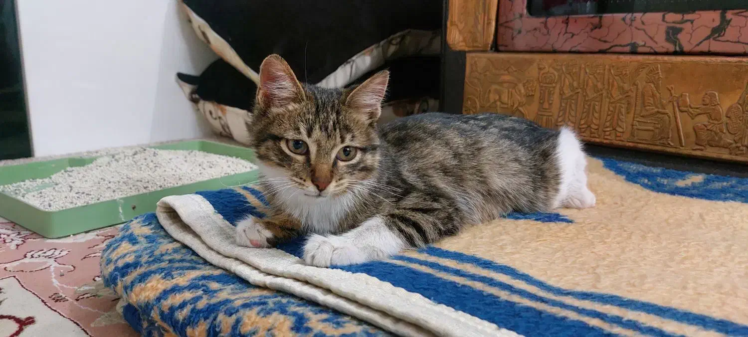 بچه گربه شناسنامه دار واکسیناسون شده|گربه|محمدشهر, جعفرآباد|دیوار