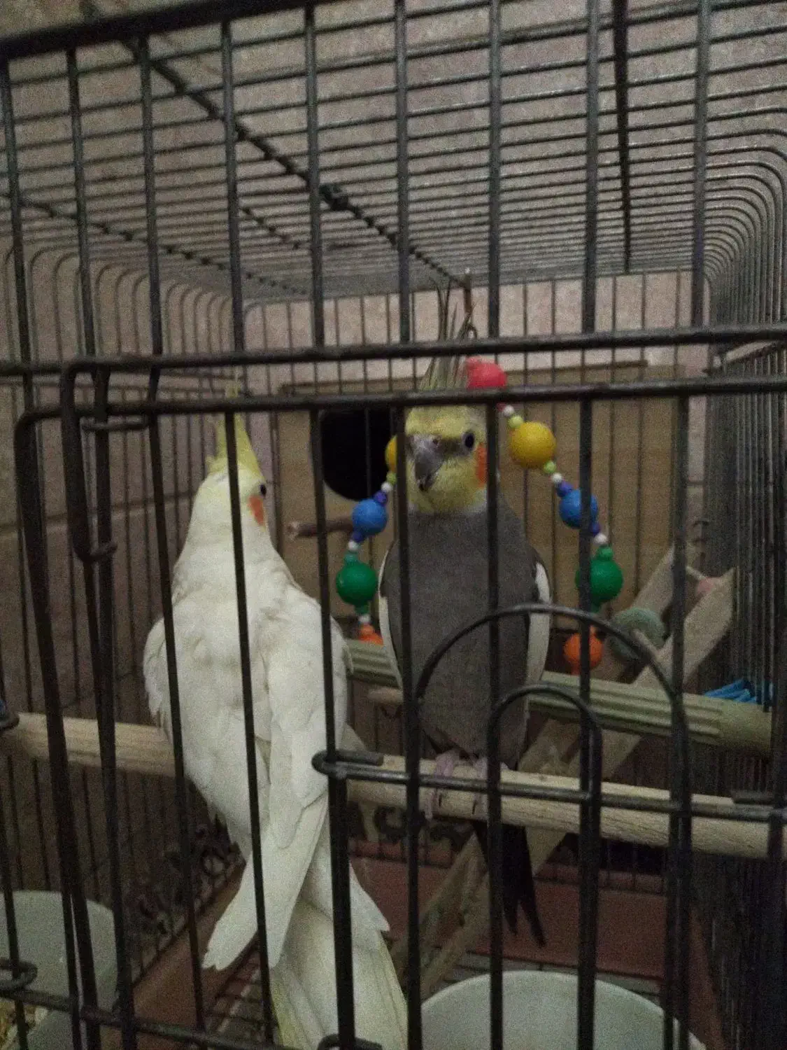 عروس هلندی|پرنده|قدس, شهر‌قدس|دیوار