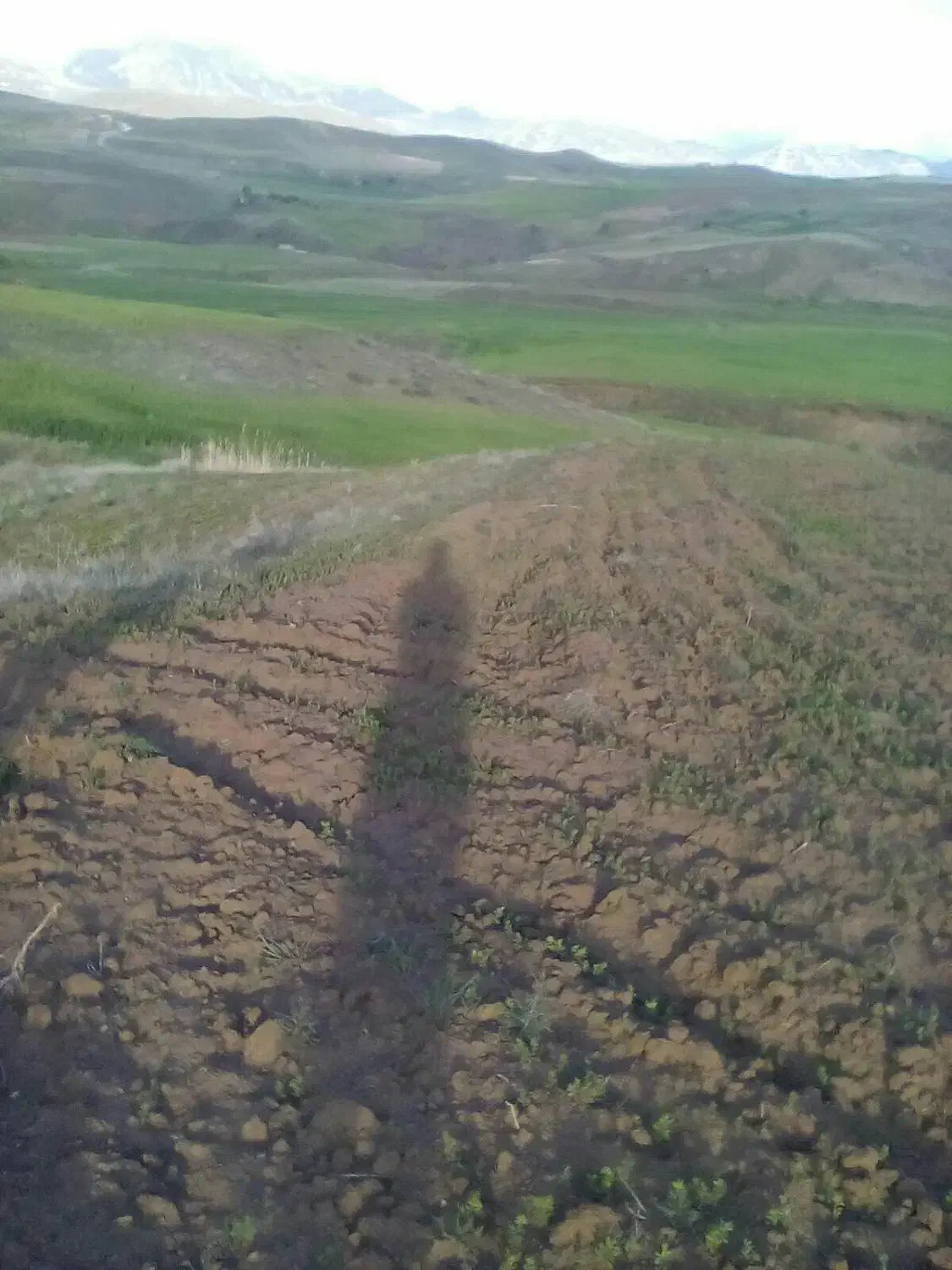 زمین کشاورزی|فروش دفتر صنعتی، کشاورزی، تجاری|خلخال, |دیوار