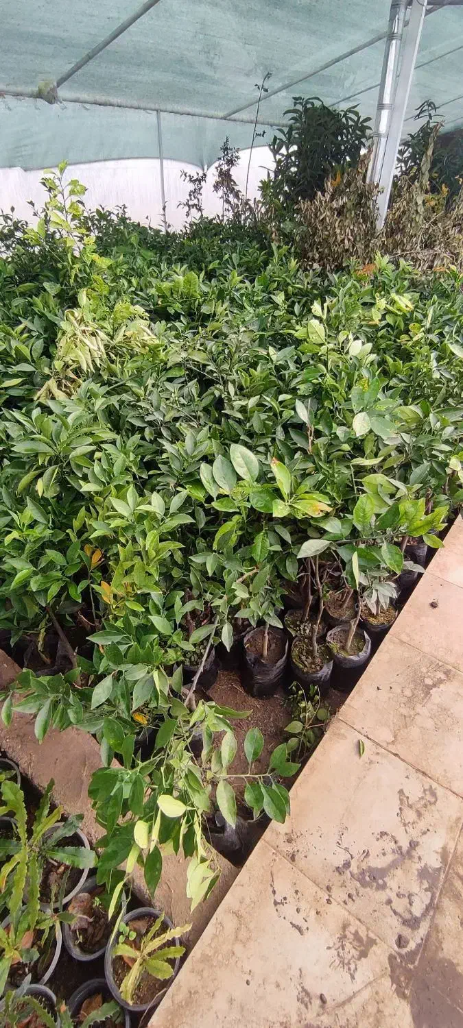 نهال پرتقال میوه دار ۲ ساله|گل و گیاه طبیعی|ساری, |دیوار