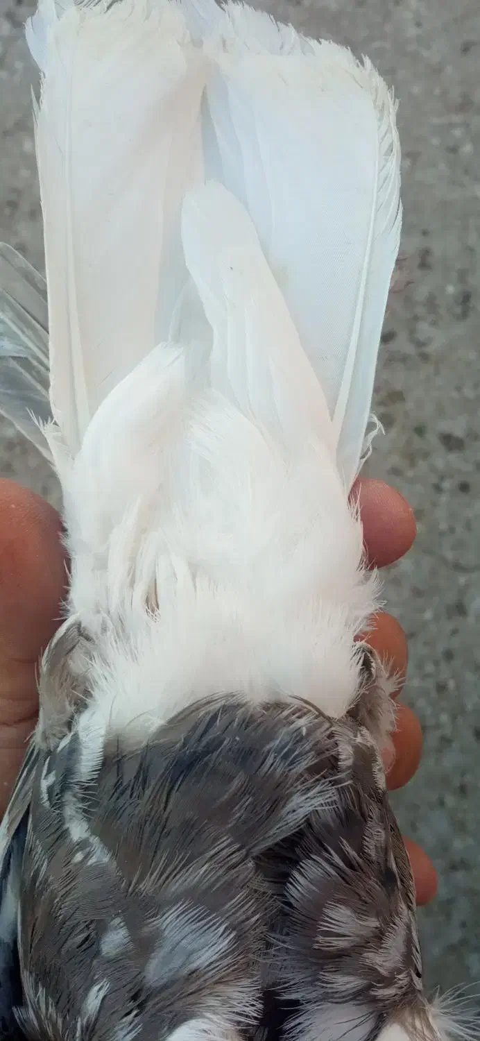 سوردم سفید|پرنده|بم, |دیوار