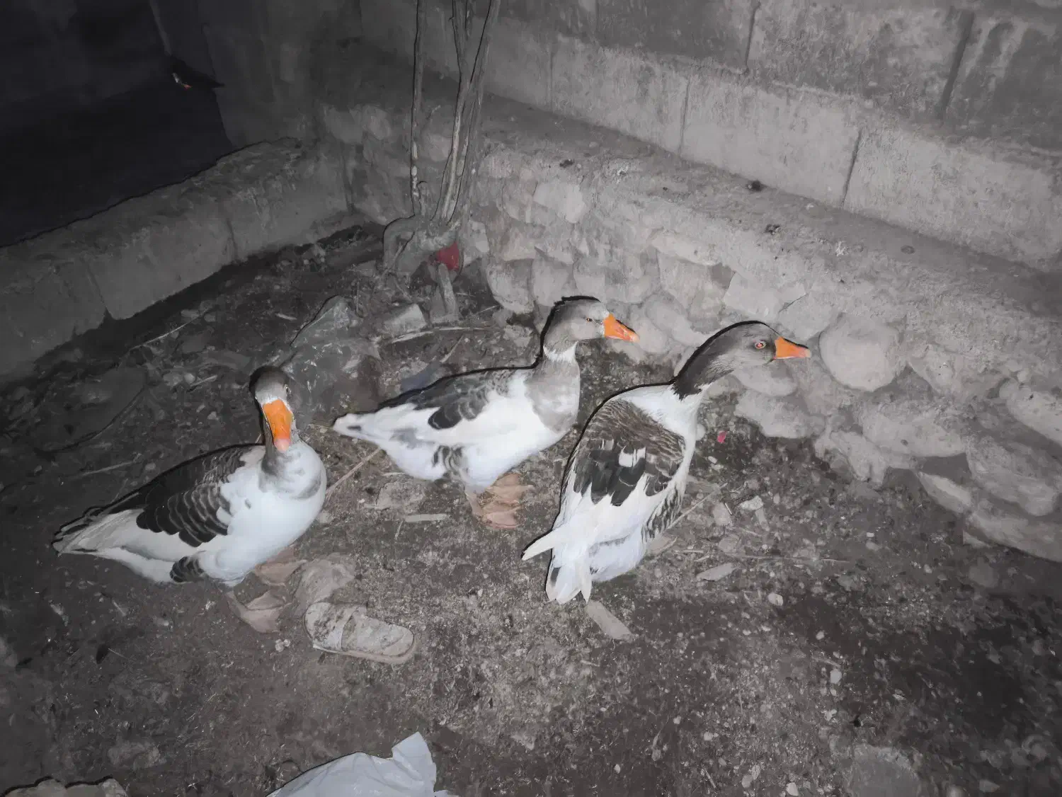 غاز|حیوانات مزرعه|خورموج, |دیوار