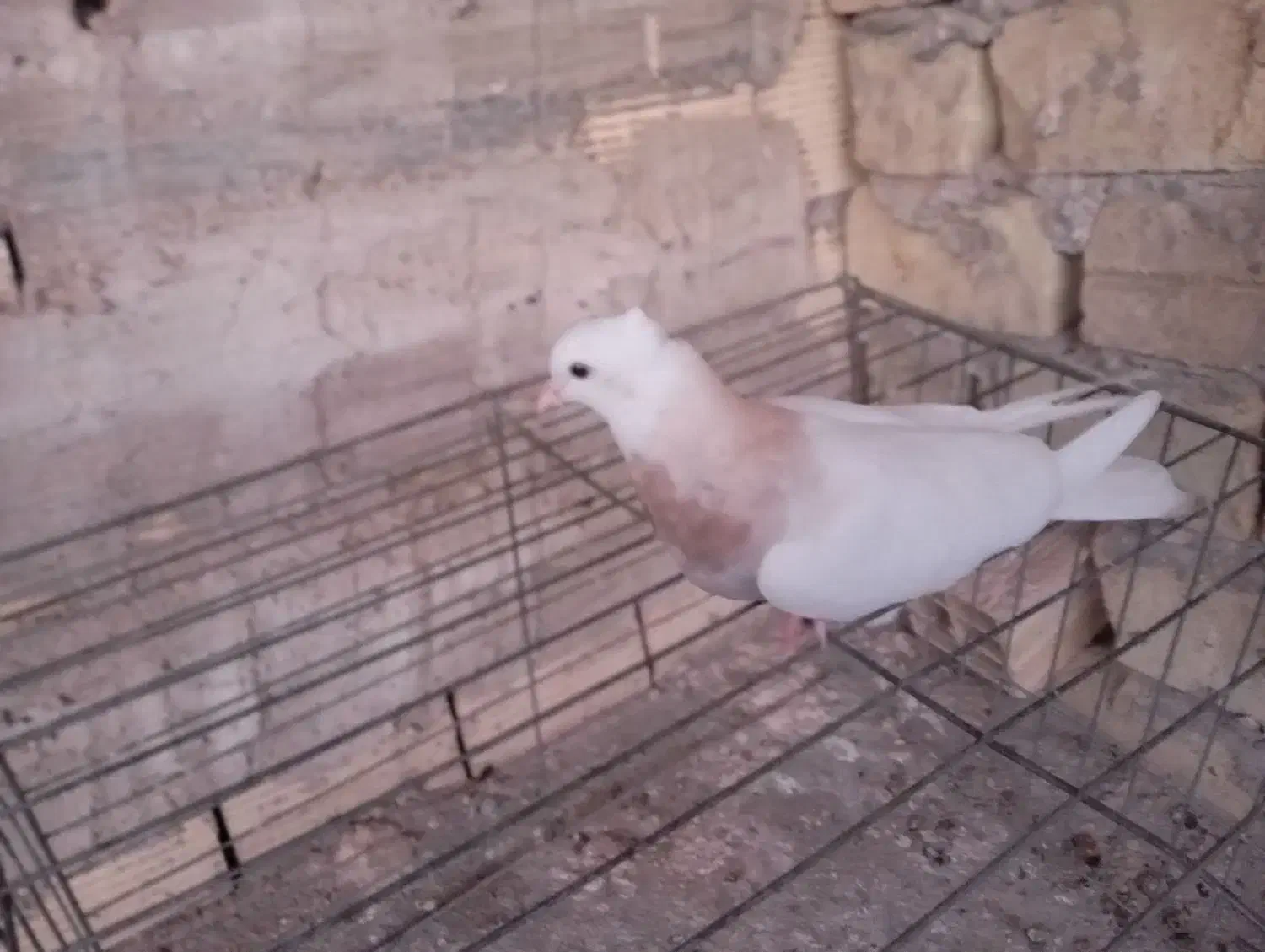 کبوتر|حیوانات|یزد, |دیوار