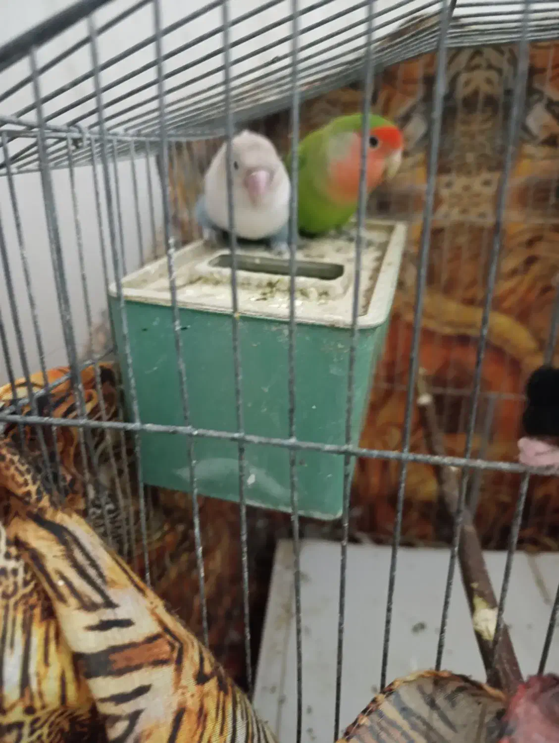 طوطیبرزیلی|پرنده|لامرد, |دیوار