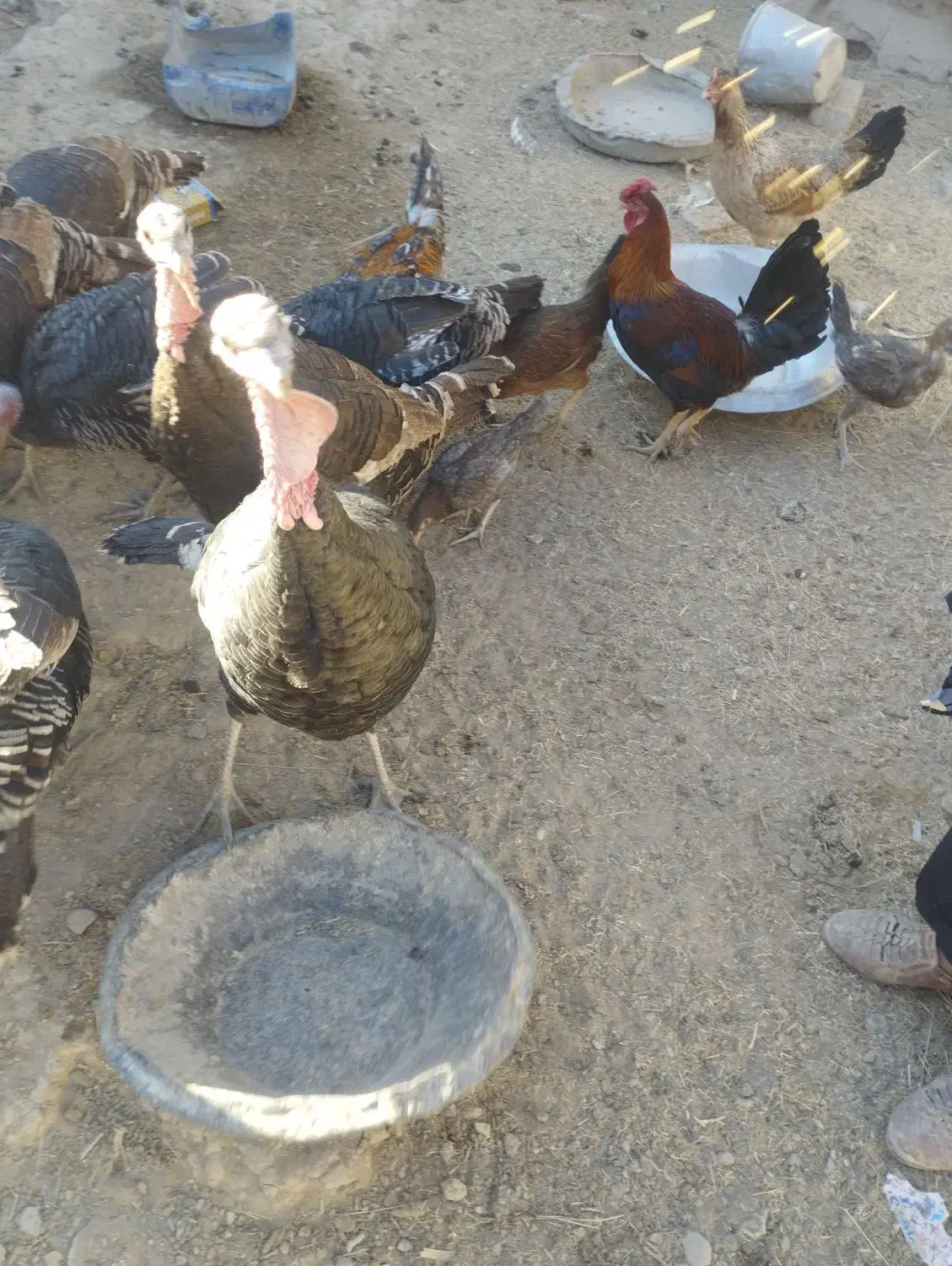 بوقلمون|حیوانات مزرعه|خمک, |دیوار