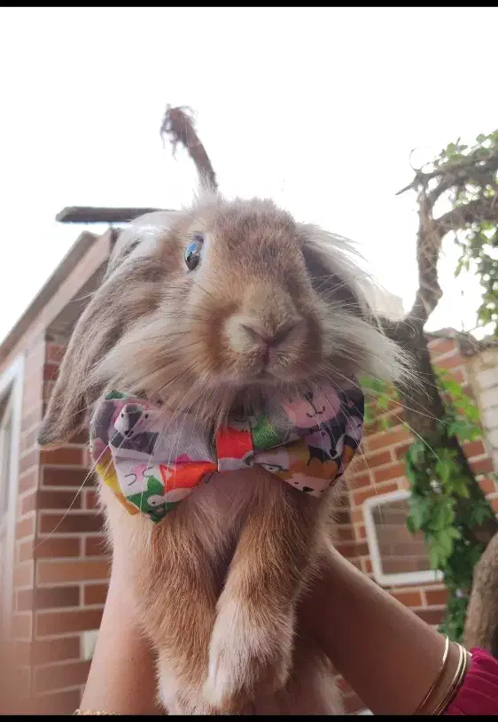 واگذاری خرگوش لوپ|موش و خرگوش|اهواز, زندوکیلی|دیوار