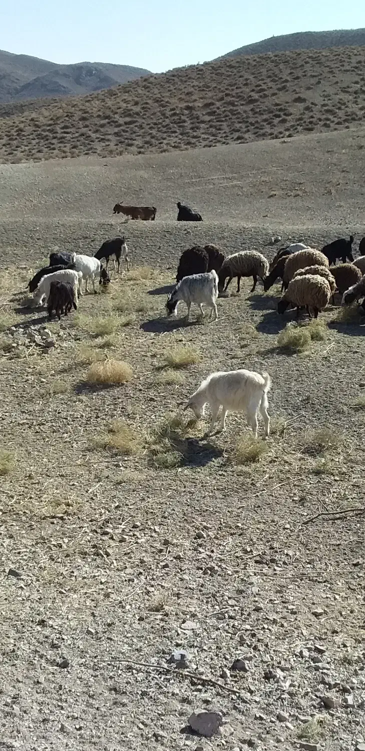 فروش دام زنده داشتی|حیوانات مزرعه|سمنان, |دیوار