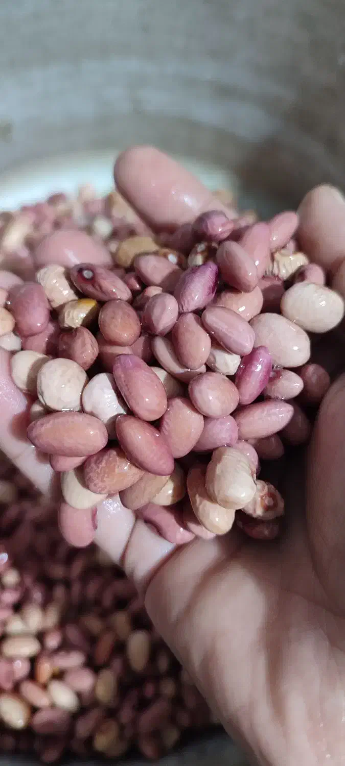 آش شیرازی|خوردنی و آشامیدنی|قم, پردیسان|دیوار