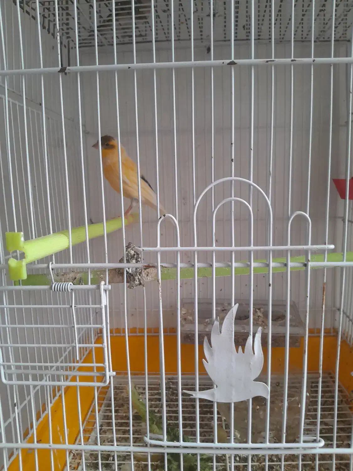 قناری نر معاوضه باسهره|پرنده|اردبیل, |دیوار