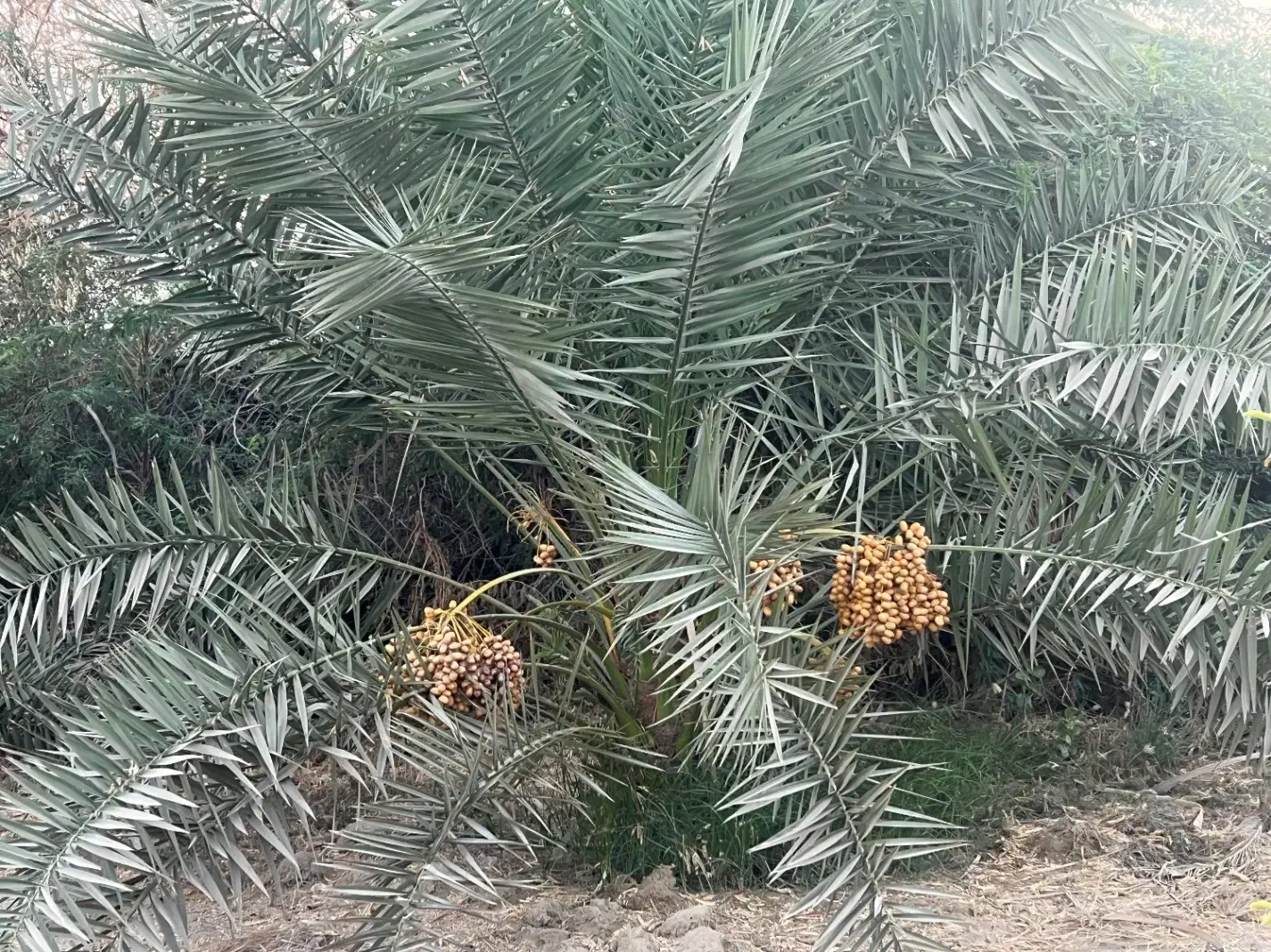 گارگر باغ|خدمات باغبانی و درختکاری|میناب, |دیوار