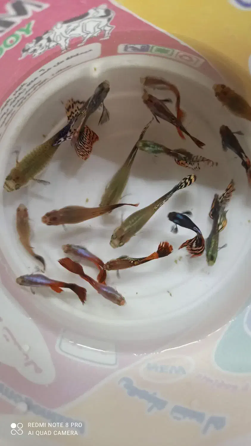 ماهی گوپی|ماهی|اصفهان, شهشهان|دیوار