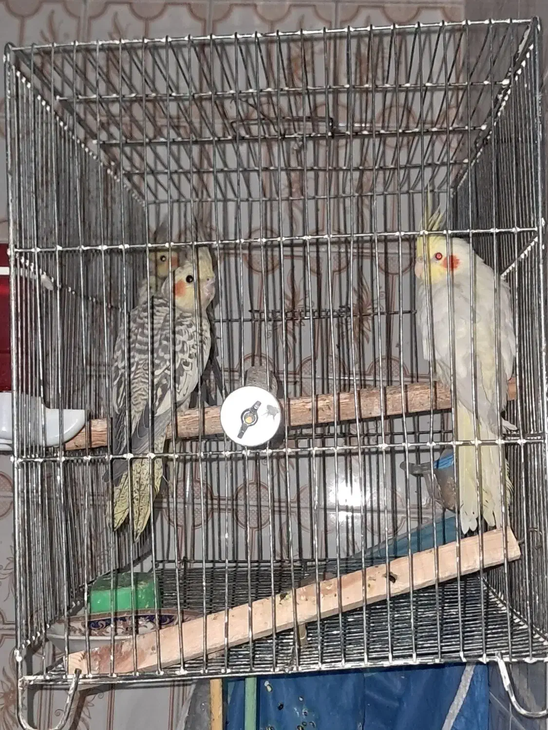 عروس هلندی|پرنده|سبزوار, جوادیه شرقی|دیوار