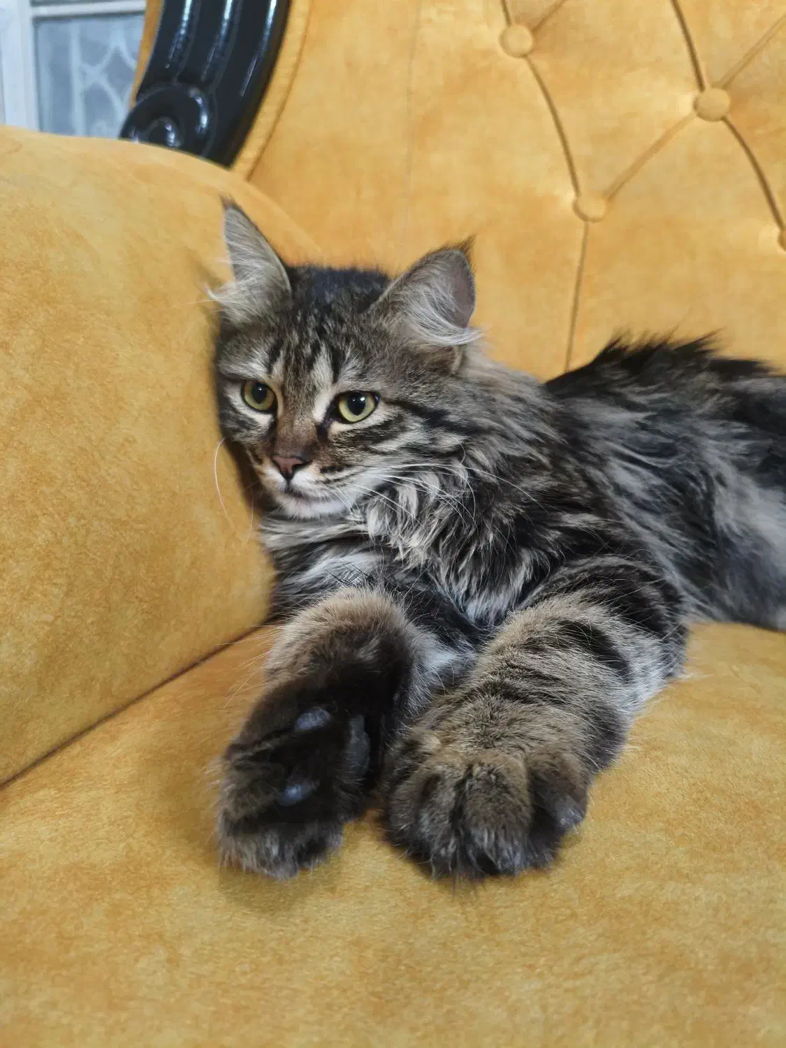 گربه|گربه|یزد, |دیوار