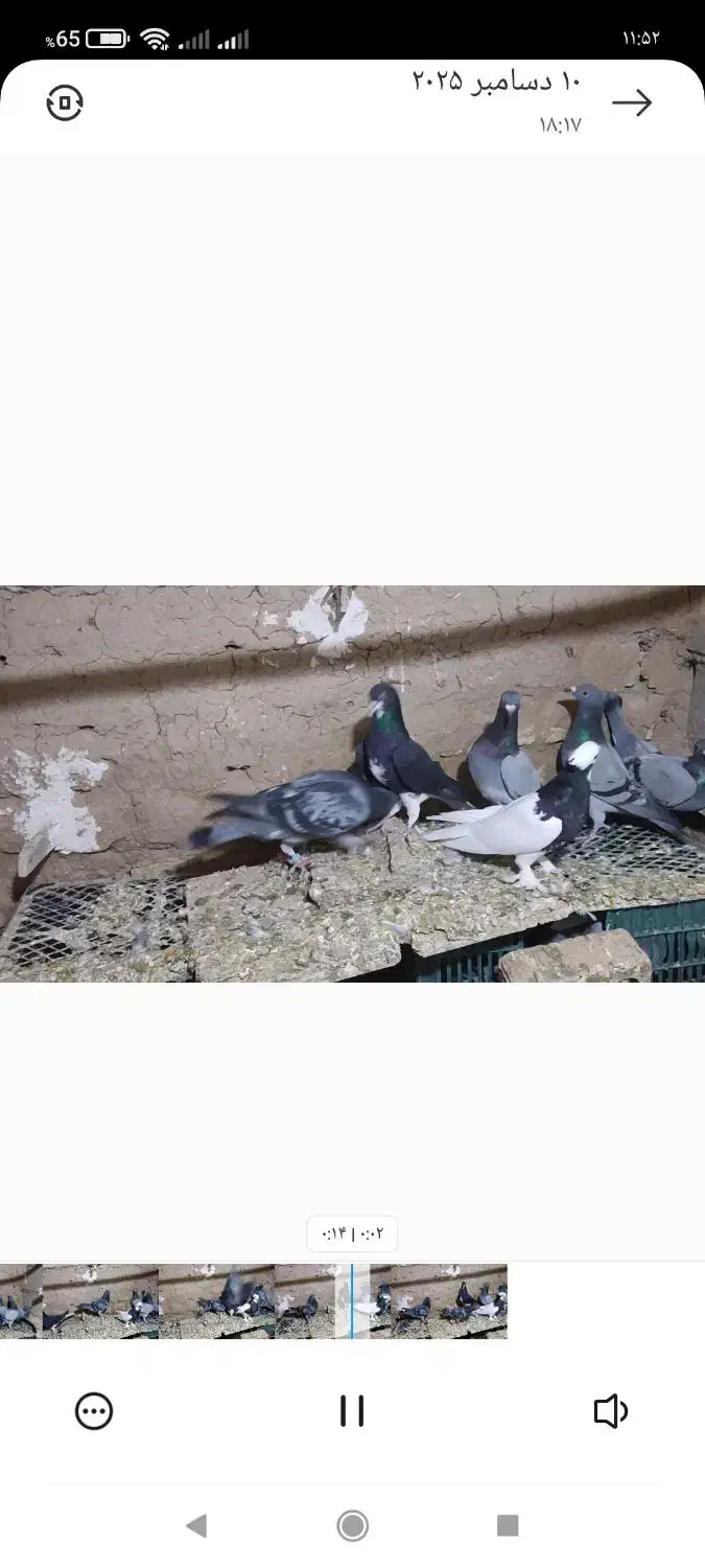 کبوتر دورگ|پرنده|ششده و قره بلاغ, |دیوار