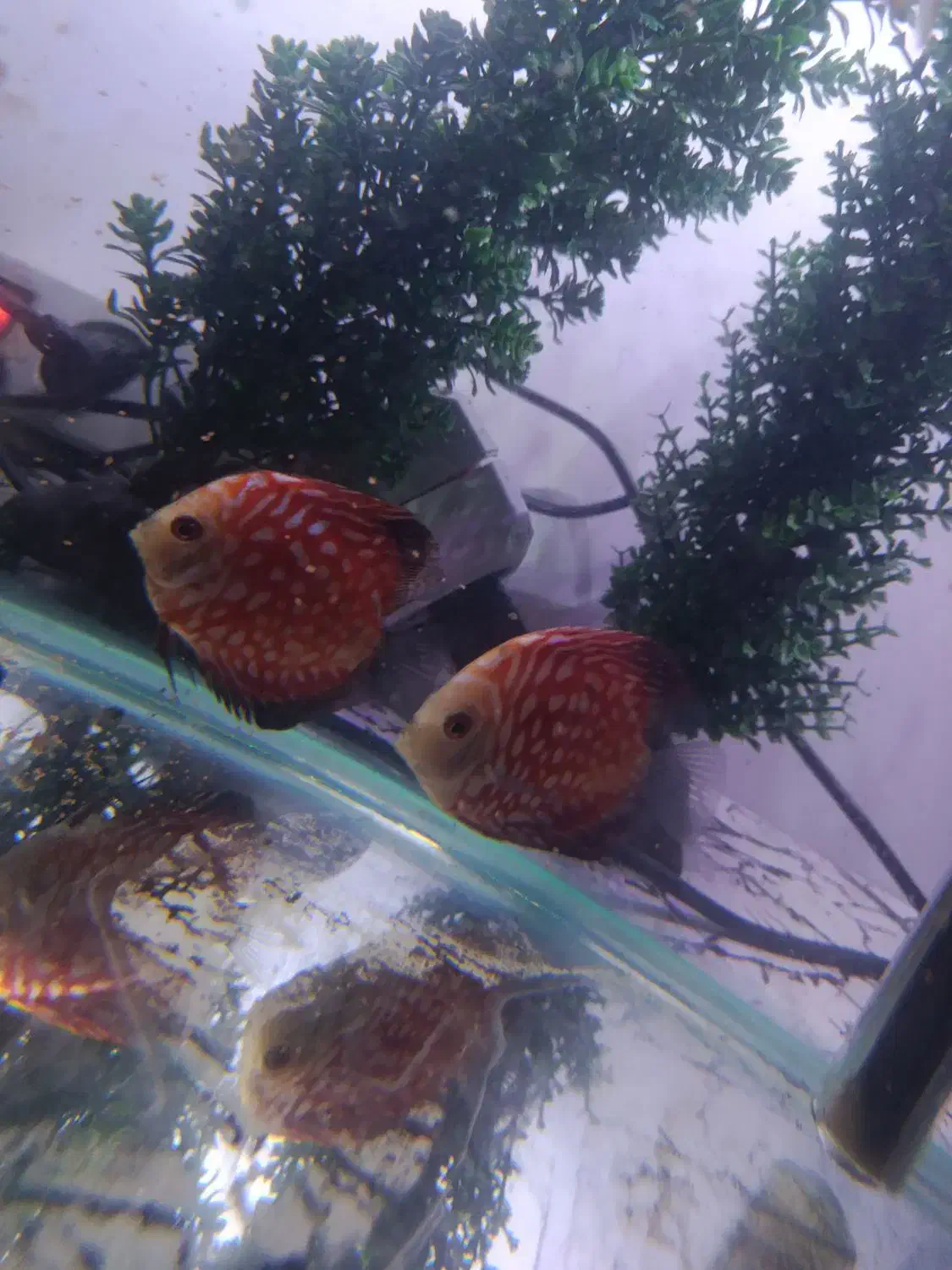 ماهی دیسکس|ماهی|ارومیه, |دیوار