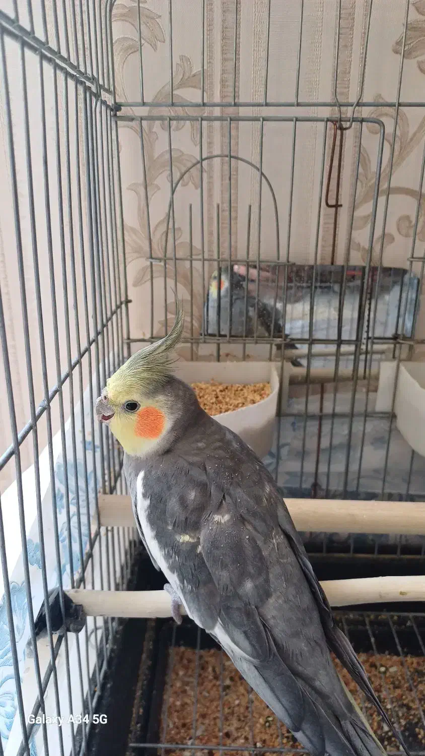 عروس هلندی نر سخنگو|پرنده|قدس, شهر‌قدس|دیوار