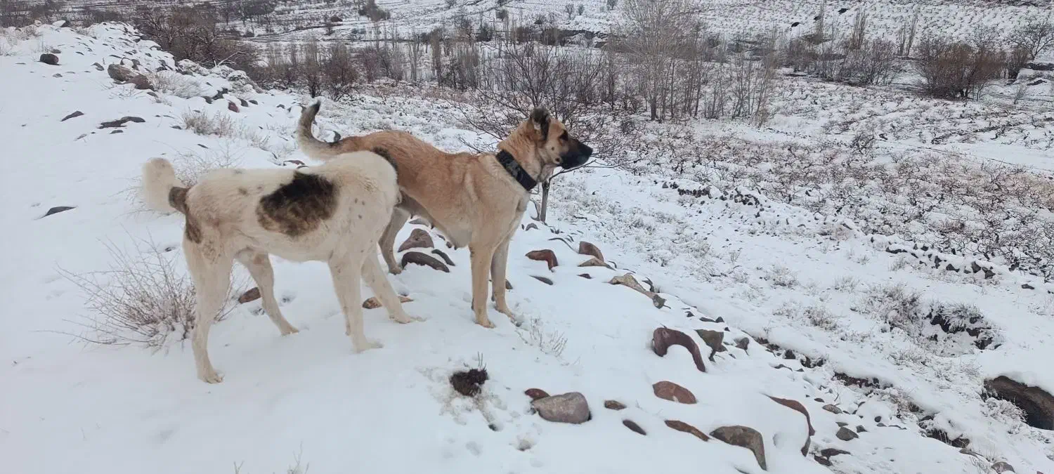 سگ ماده|سگ|قوچان, |دیوار