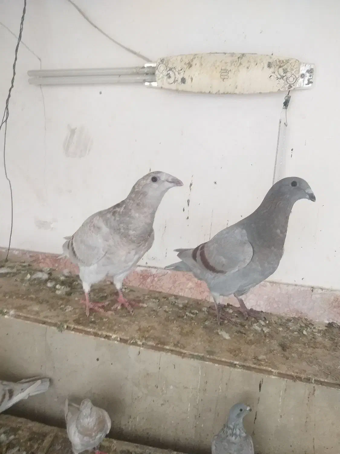 شوریسر|پرنده|برازجان, |دیوار