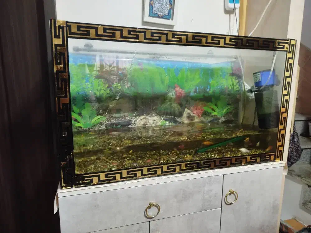 فروش لوازم آکواریوم|ماهی|ایرانشهر, |دیوار