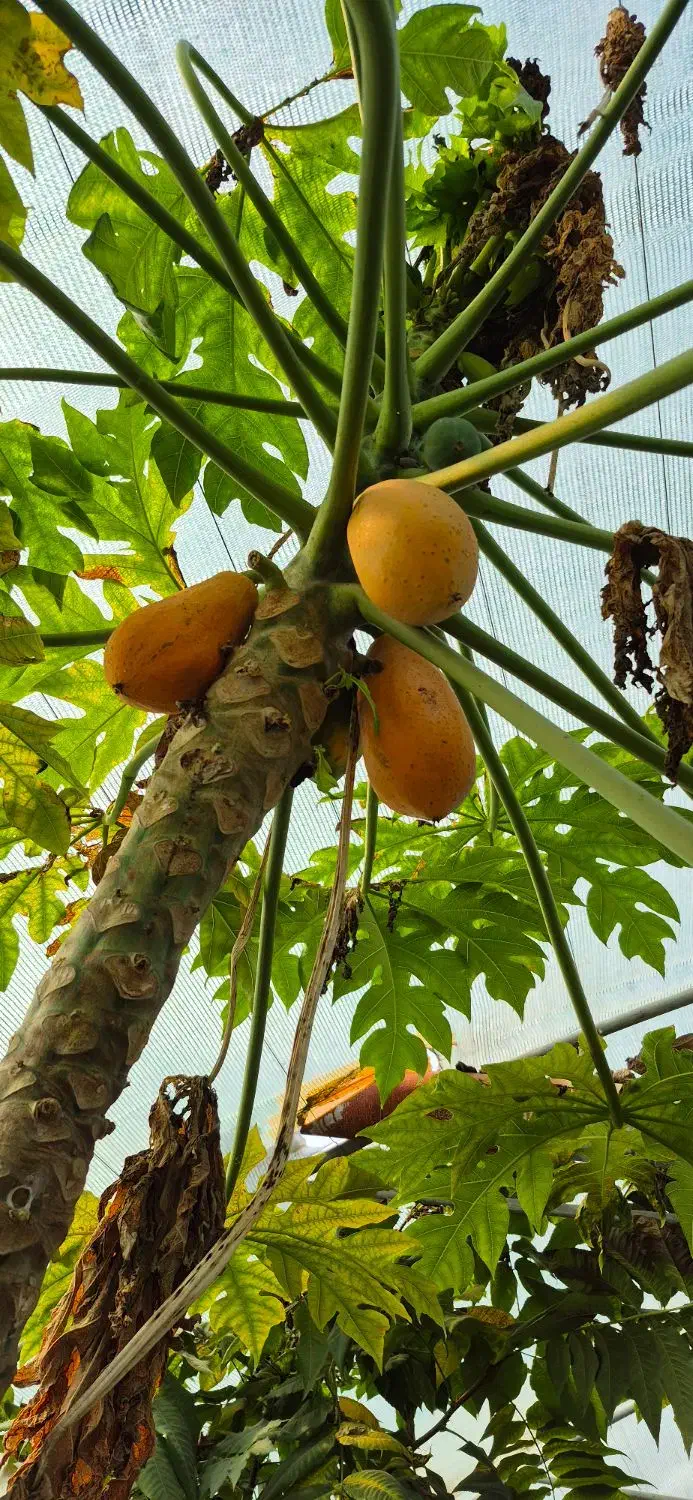 فروش نهال های استوایی|خدمات باغبانی و درختکاری|ساری, |دیوار