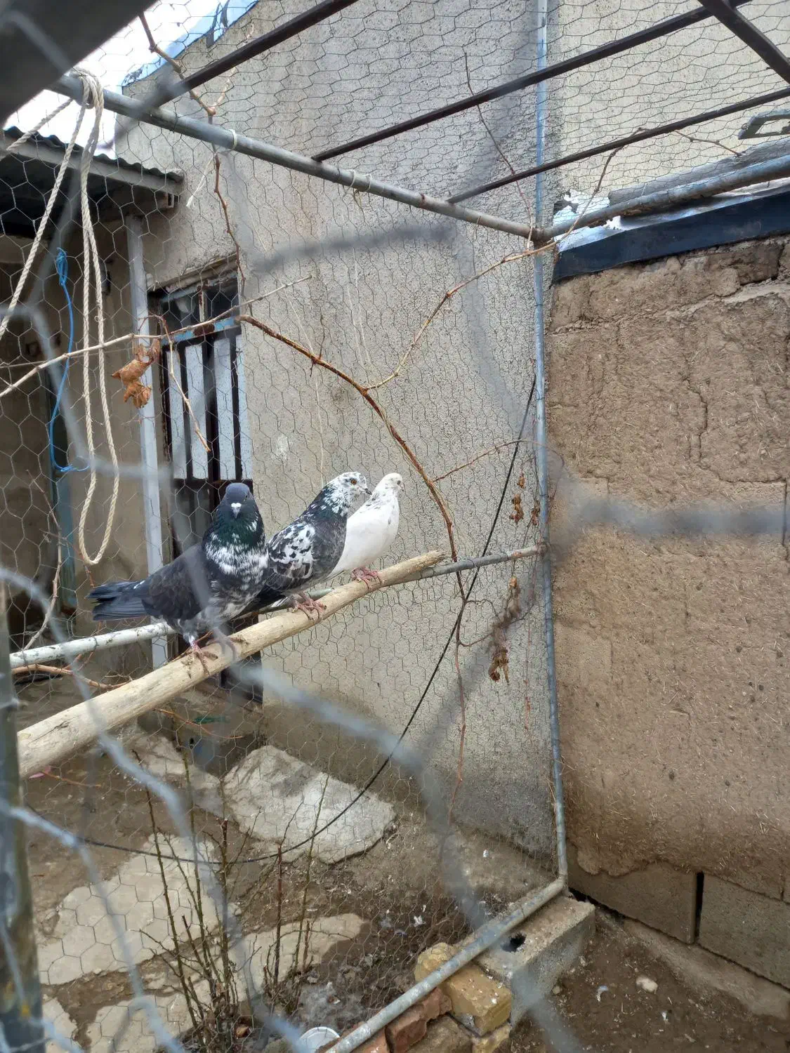 فروش تعدادی کبوتر|پرنده|رزن, |دیوار