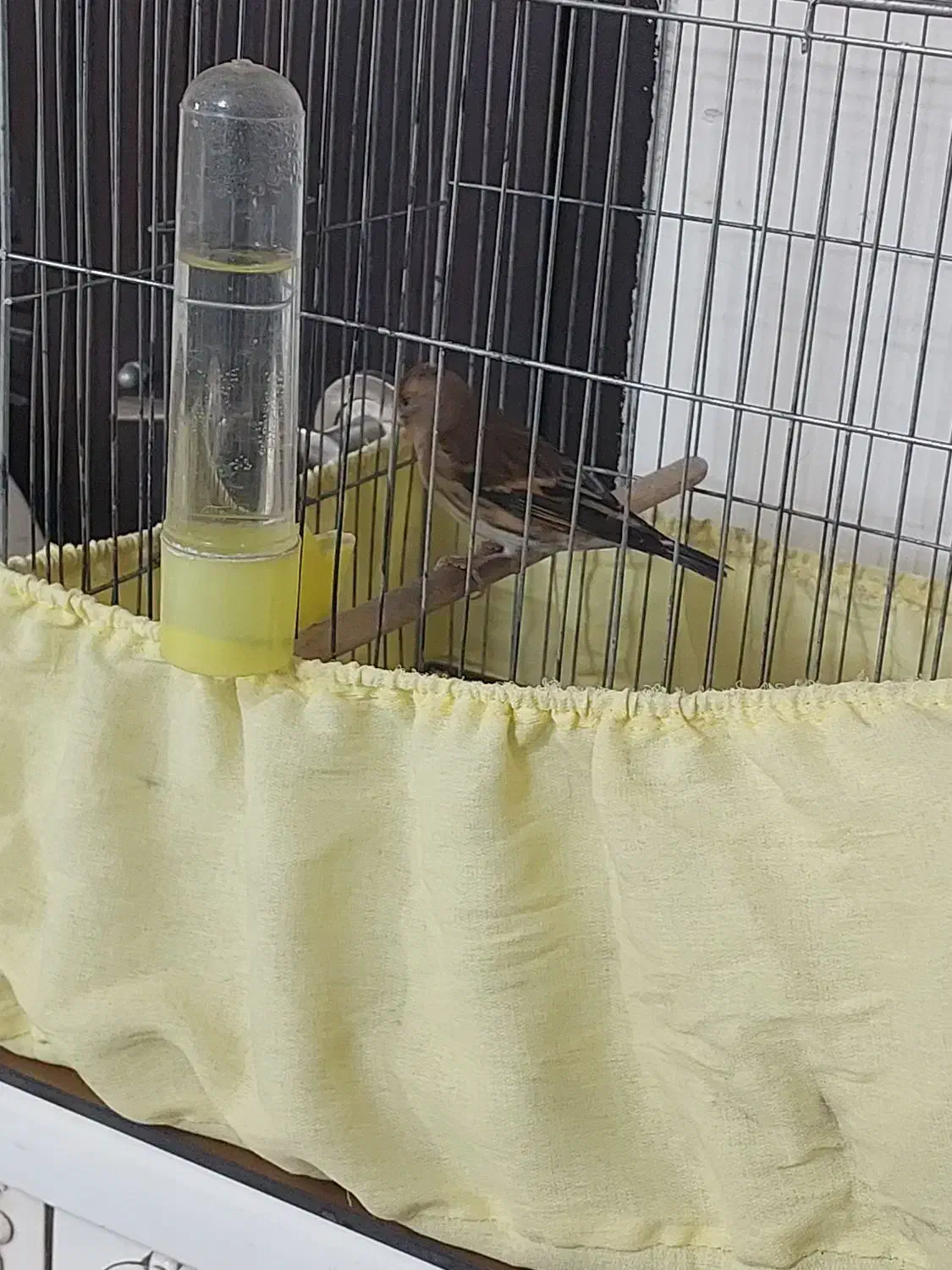 سهره قناری نر|پرنده|مشکین‌دشت, |دیوار