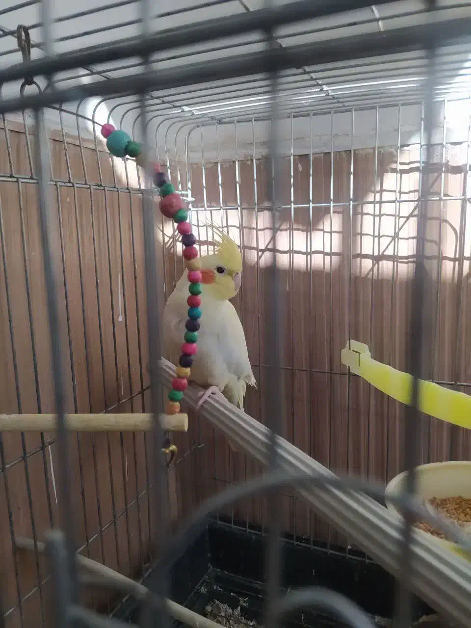 عروس هلندی|پرنده|تهران, بیسیم|دیوار