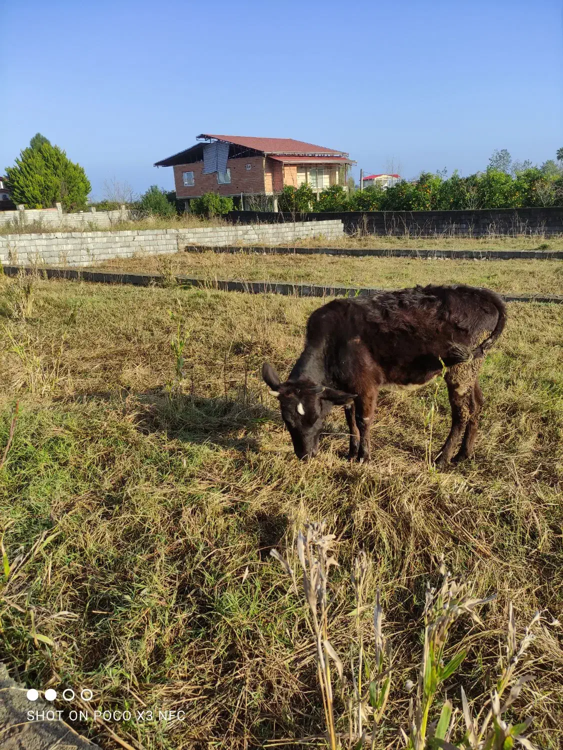 یک راس تلم محلی|حیوانات مزرعه|عباسآباد, |دیوار