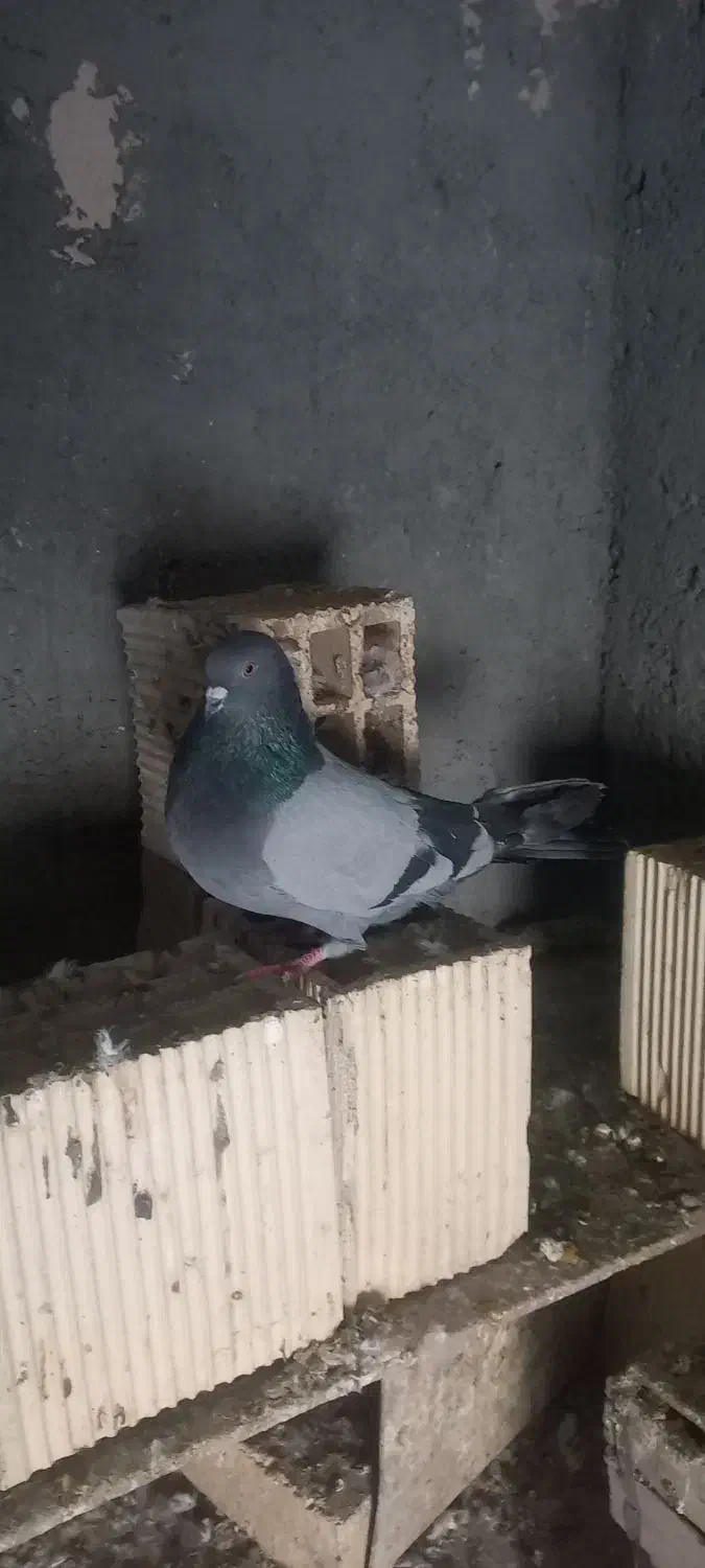 کبوتر  اصفهانی ماده|پرنده|خمینی‌شهر, |دیوار