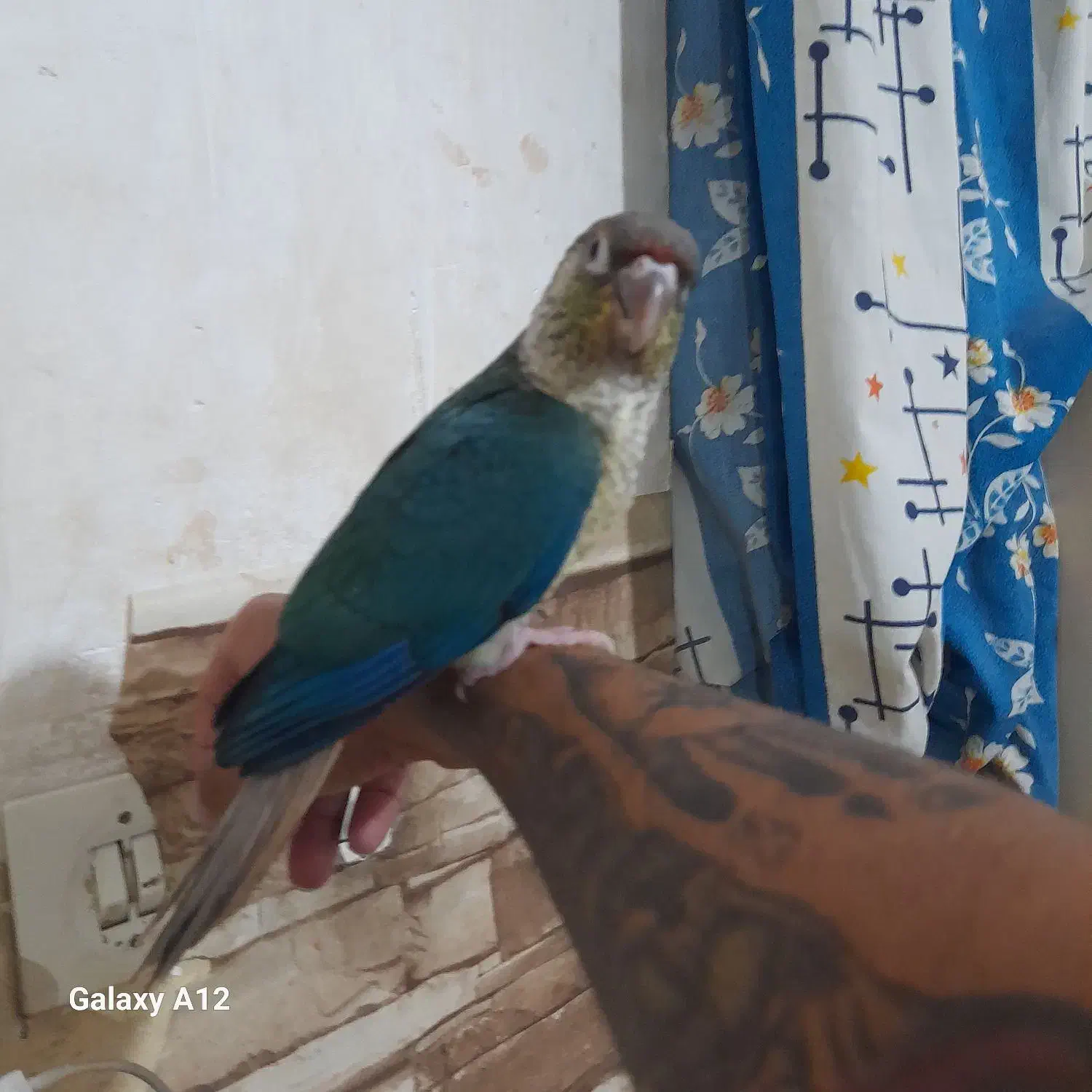 طوطی تراکویس|پرنده|بهبهان, |دیوار